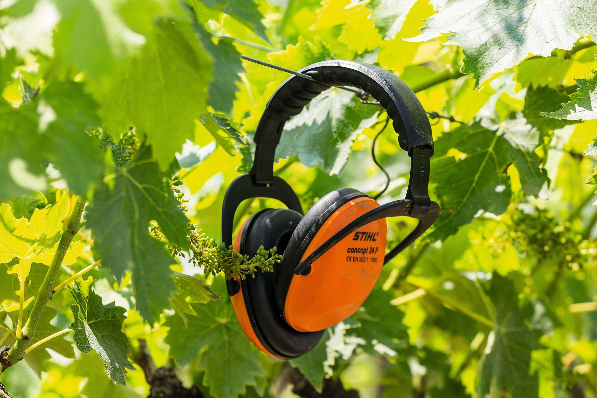 Ωτοασπίδες CONCEPT-24 F